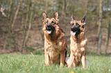 BERGER ALLEMAND 1262